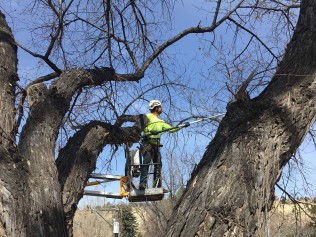 Man pruning a tree in Houston, Tx