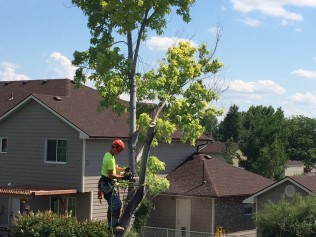 Houston Tree Removal Services